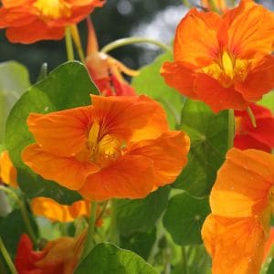Discover the top plants that thrive alongside nasturtiums, helping repel pests and improve growth. Perfect pairings to make your garden flourish naturally!