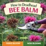 Learn how to deadhead bee balm to encourage more blooms all season. Includes simple bee balm gardening tips, bee garden ideas, and how to grow healthy bee balm plant perennials.