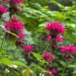 Keep your bee balm looking fresh and full by deadheading regularly. This quick and easy guide shows you the best techniques to remove spent flowers and promote continuous blooming.