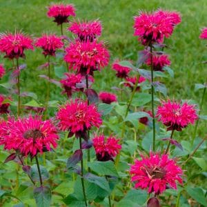Fresh bee balm flowers ready for harvesting in garden