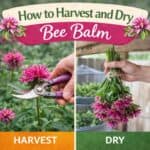 Learn how to harvest and dry bee balm to preserve flavor and fragrance. Includes simple bee balm gardening tips, herbal drying methods, and bee garden ideas.