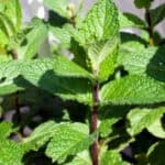 Discover easy steps to prune your mint plants and encourage healthy, bushy growth. Learn when and how to trim for the freshest, most flavorful leaves all season long!