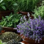 Explore the best plants to grow in your tea garden! From classic green tea leaves to calming chamomile and refreshing mint, discover which herbs and plants will elevate your homemade teas. Perfect for beginners and tea lovers looking to cultivate their own fresh ingredients.