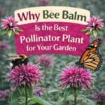Want more bees and butterflies in your garden? Learn why bee balm is one of the best pollinator plants and how to grow it with simple bee balm gardening tips and bee garden ideas.