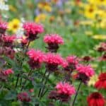 Close-up of bee balm flowers with a hummingbird mid-flight.