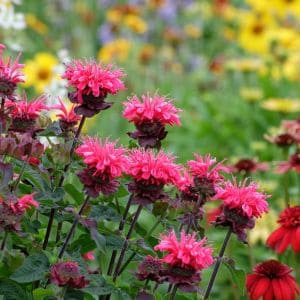 Close-up of bee balm flowers with a hummingbird mid-flight.