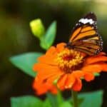 Colorful butterfly perched on purple flowers in a garden