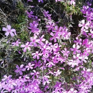 Creeping phlox blooming in a butterfly garden