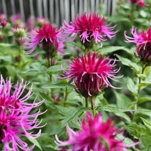Bee balm plant being trimmed in a sunny garden during fall.