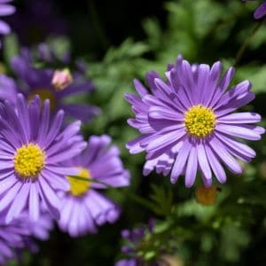 Purple asters blooming in a butterfly garden