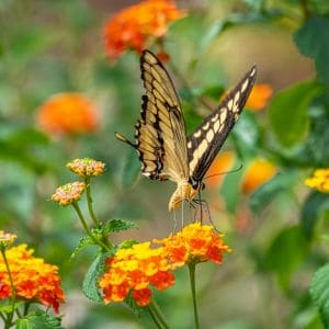 Bright lantana flowers blooming in a butterfly-friendly garden