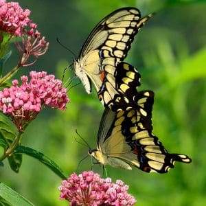 Milkweed flowers blooming in a butterfly-friendly garden