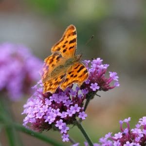Close-up of verbena blooms with a butterfly feeding on nectar