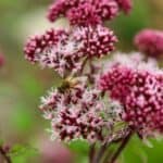 Pink Joe Pye Weed flowers surrounded by butterflies
