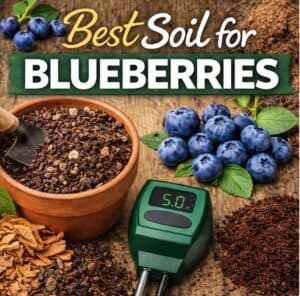 If your blueberry plants aren’t producing, your soil might be the problem. Learn the best soil for blueberries, how to test pH, and how to fix it for healthier plants and better yields