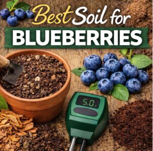 If your blueberry plants aren’t producing, your soil might be the problem. Learn the best soil for blueberries, how to test pH, and how to fix it for healthier plants and better yields
