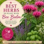 Discover the best companion herbs to grow with bee balm for a thriving pollinator garden full of color and fragrance. These bee balm pics inspire a beautiful cottage-style planting plan.