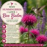 Discover why hummingbirds can’t resist bee balm flowers. Learn how this colorful favorite adds nectar, beauty, and movement to your summer pollinator garden.