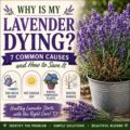 Why Is My Lavender Dying? 7 Common Causes and How to Save It - Creative ...