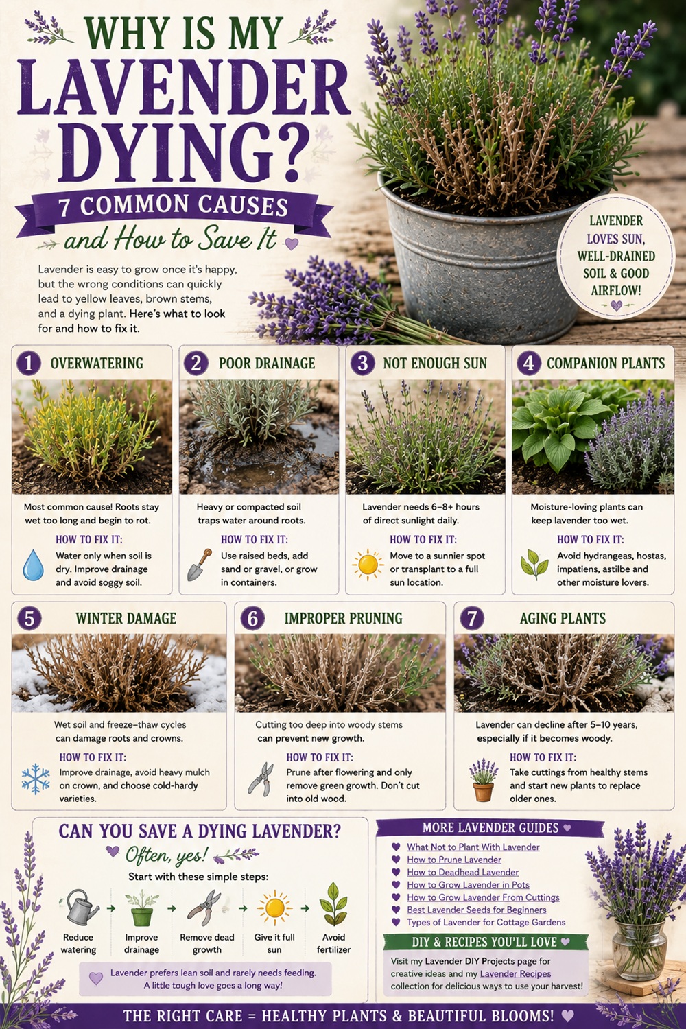 Why Is My Lavender Dying? 7 Common Causes and How to Save It - Creative ...