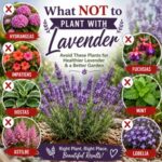 Not every plant makes a good companion for lavender. Learn which flowers and herbs can cause problems and which plants thrive alongside lavender instead. This companion planting guide is perfect for gardeners growing cottage garden flowers, pollinator gardens, and even lavender for homemade lavender recipes.